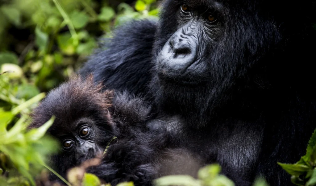 BAYA_Wilderness_Bisate