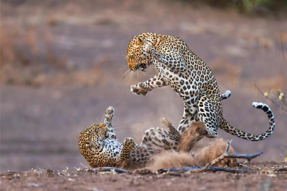 Mashatu Leopard