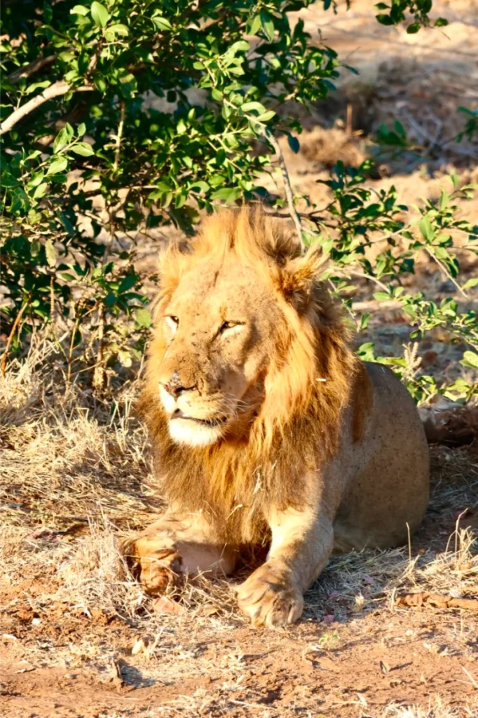 Royal_Zambezi_Lodge1