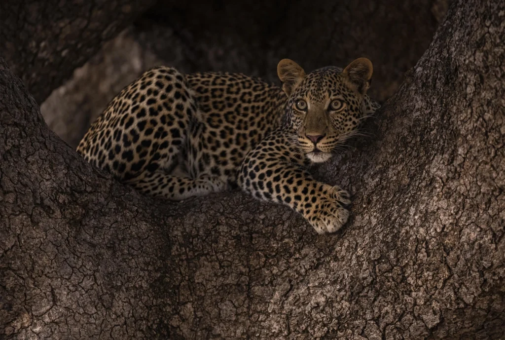 Sungani Leopard