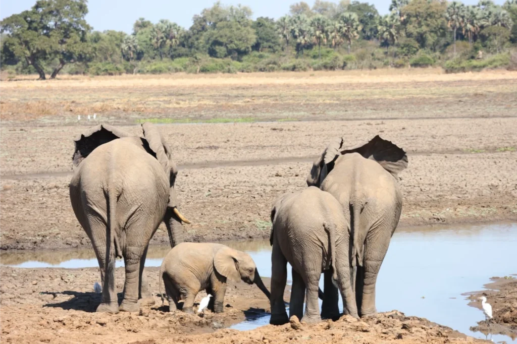 Royal_Zambezi_Lodge19