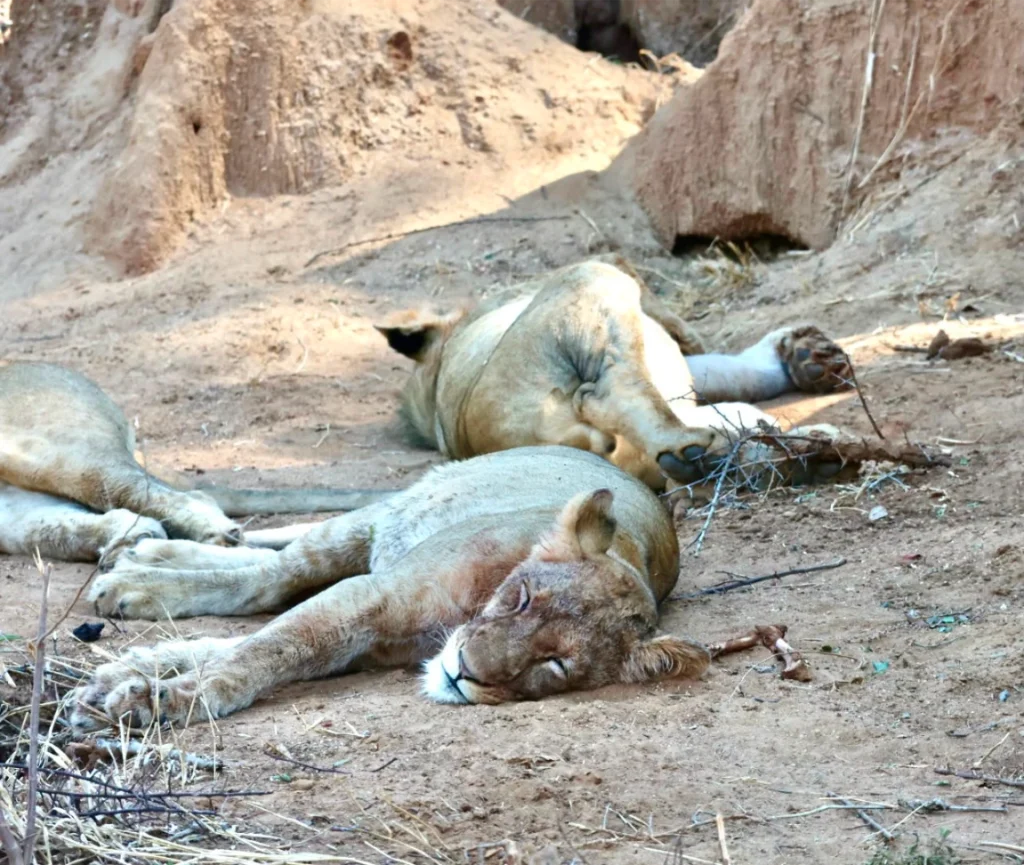 Royal_Zambezi_Lodge3