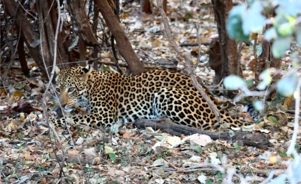Royal_Zambezi_Lodge4