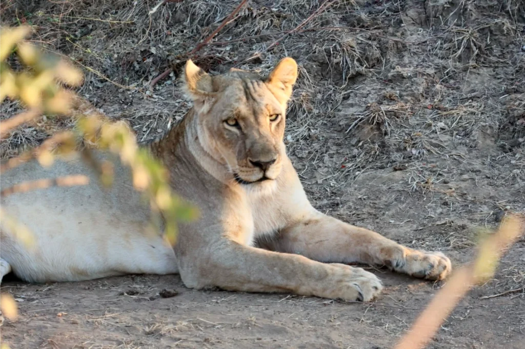 Royal_Zambezi_Lodge5
