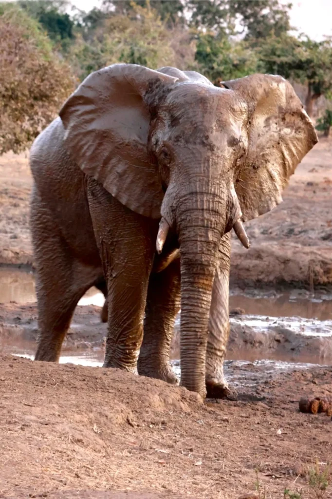 Royal_Zambezi_Lodge6